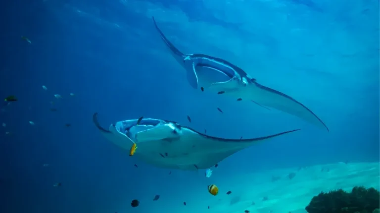 Manta Point Komodo: When To See Mantas & Best Liveaboards