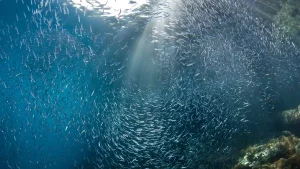 Batu Bolong Komodo Diving Liveaboard