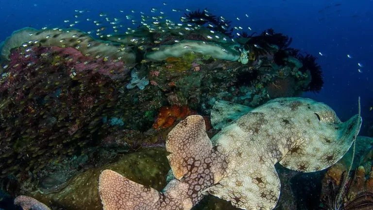 Exploring Komodo's Marine Biodiversity in 2027